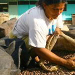 ACPC Pichanaki | Cosecha de Café